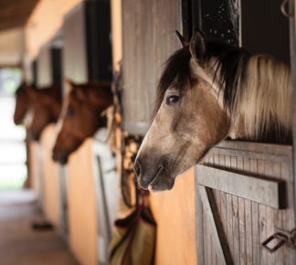 Les crampons Best-Grip pour les hipposandales de vos chevaux sont optimaux.